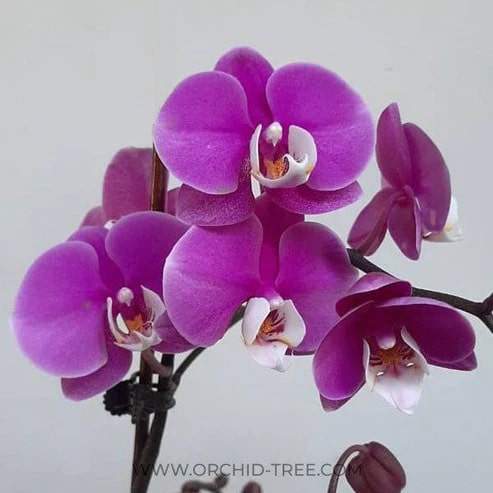 Phalaenopsis Orchid: A Popular Variety in Orchid Family