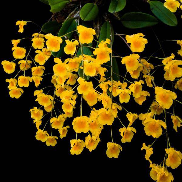 How To Provide the Best Care for Dendrobium Orchids: A Beginner's Guide