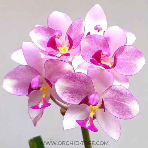 Orchids for Sale: Get Amazing Discount Offers After Choosing The Best Online Site