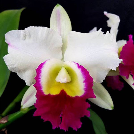 Local Nursery vs Online Store: Which Can Help Better to Buy Orchids?