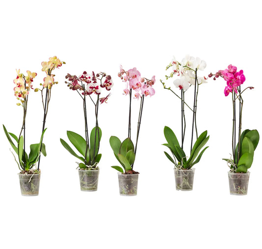 A Comprehensive Guide to Orchid Varieties for Every Home Garden