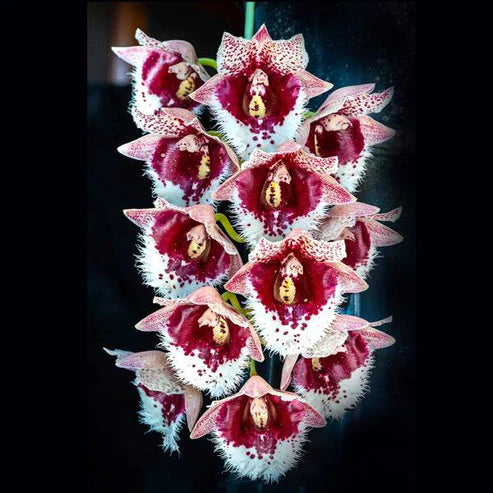 Exotic Rare Orchids: Step-by-step Buying Guide