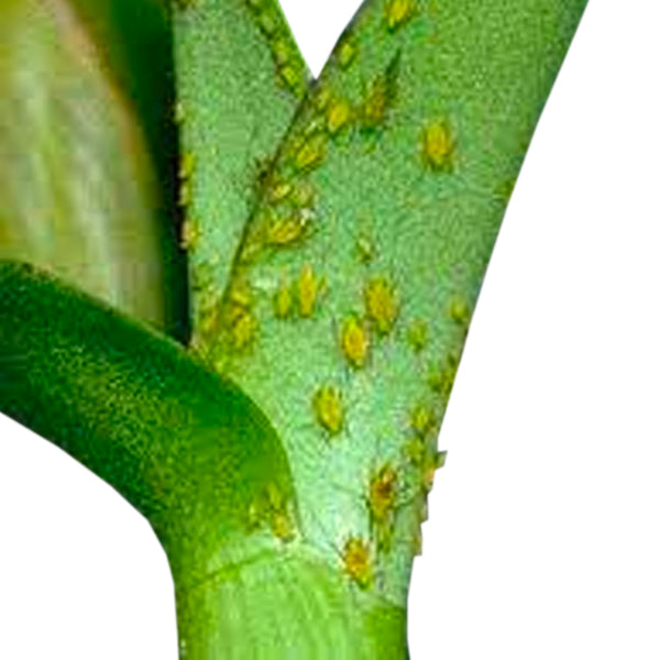 Pest: Aphids on orchids | How To Get Rid of Aphids on Orchids?
