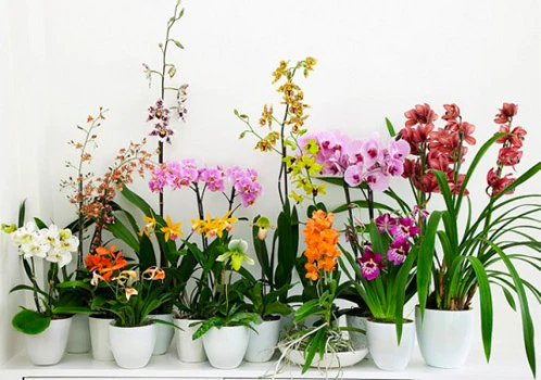 Be a Prolific Orchids Online Shopper: Know Some Strategies