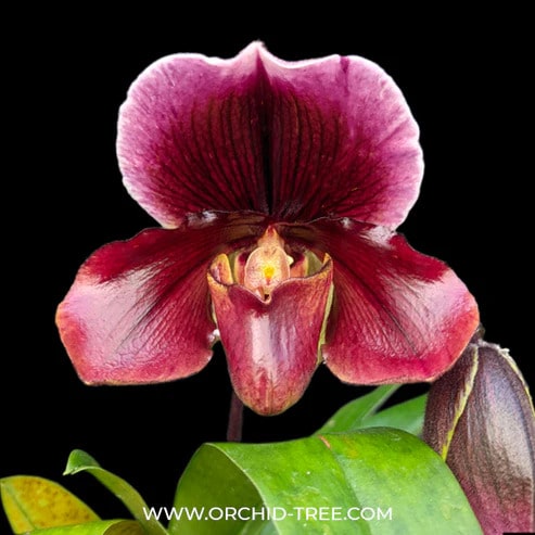Paphiopedilum Orchids: Premium Orchids And The Reasons Behind Their Popularity