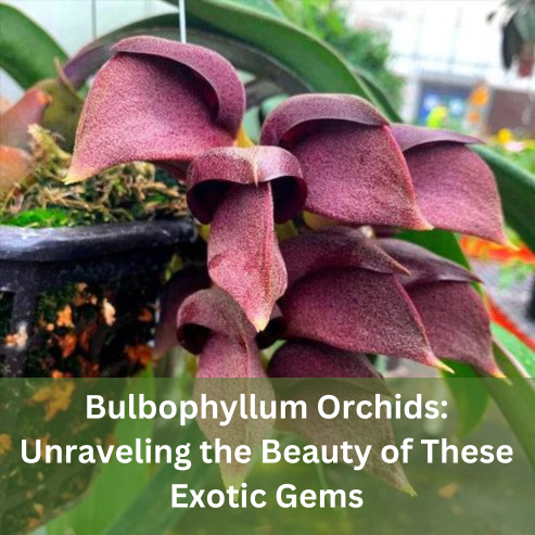 Bulbophyllum Orchids: Unraveling the Beauty of These Exotic Gems