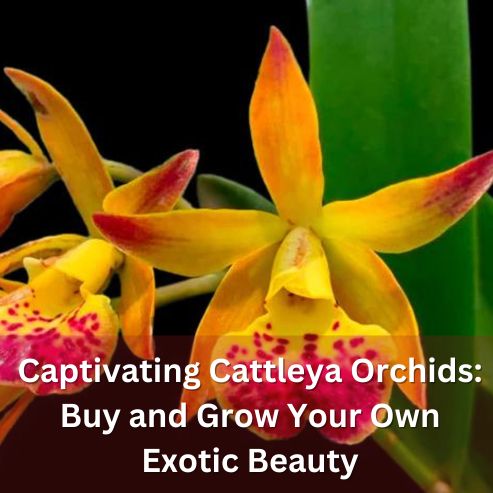Captivating Cattleya Orchids: Buy and Grow Your Own Exotic Beauty