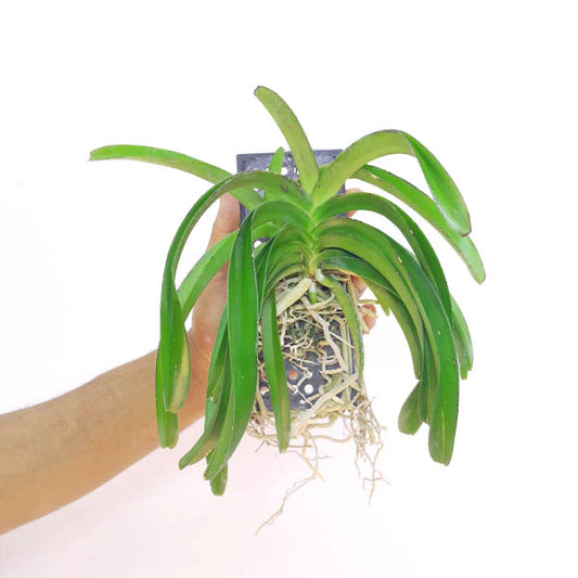 Using Vanda orchids to enhance the ambiance of your home