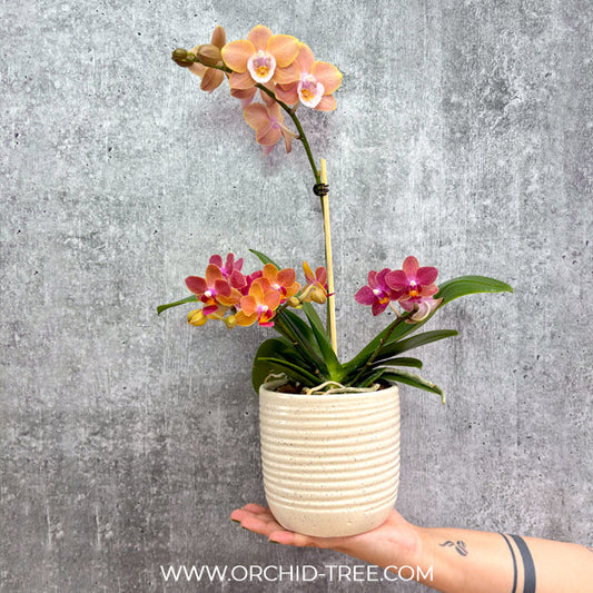 The Perfect Gift: Why Orchid Plants Are Ideal for Any Occasion