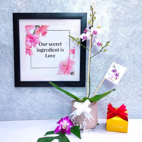 Orchids to Send as Gifts: 3 Reasons That Make Them the Best Gift Choices
