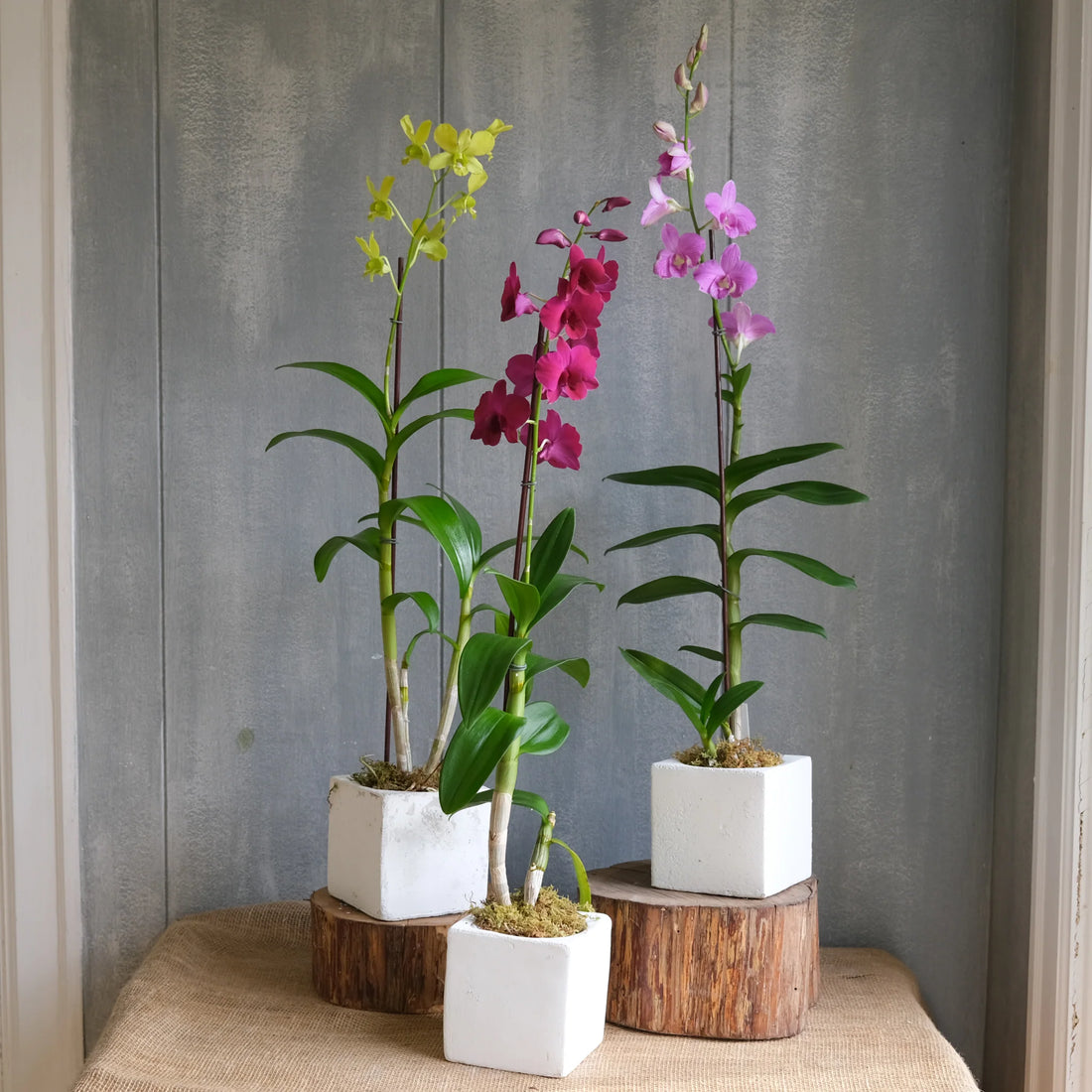 Dendrobium Species: Care Guide and Growing Tips