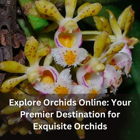 Explore Orchids Online: Your Premier Destination for Exquisite Orchids