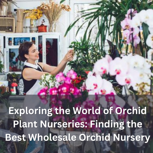 Exploring the World of Orchid Plant Nurseries: Finding the Best Wholesale Orchid Nursery