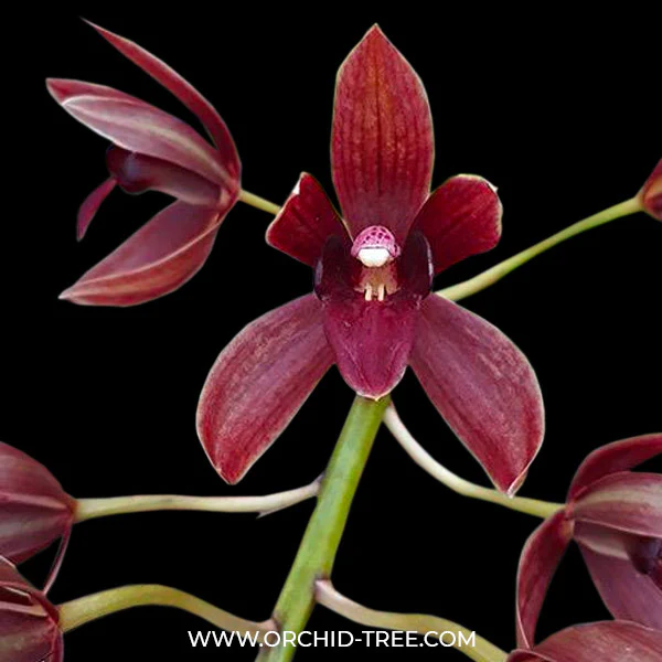 Here Is a Quick Care For CYMBIDIUM ORCHIDS