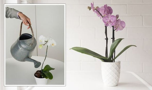 How often should I water my plants?