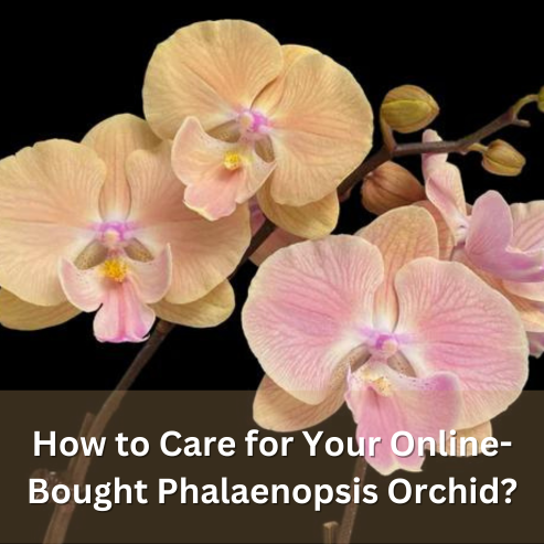 How to Care for Your Online-Bought Phalaenopsis Orchid?