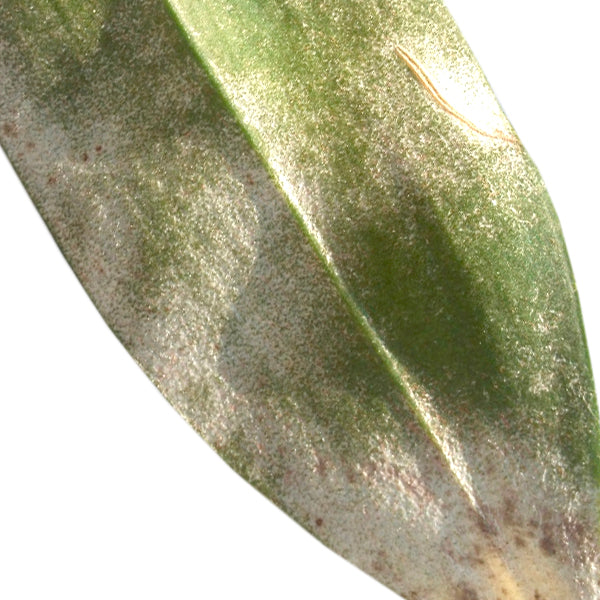 Pest: Mites on orchids | How To Get Rid of Mites on Orchids?