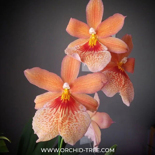 How To Purchase Oncidium Orchids Online?