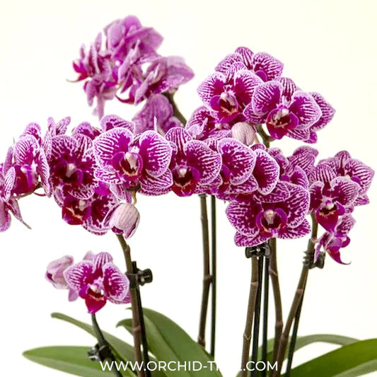 The Best Platform to Purchase Phalaenopsis Orchids Online