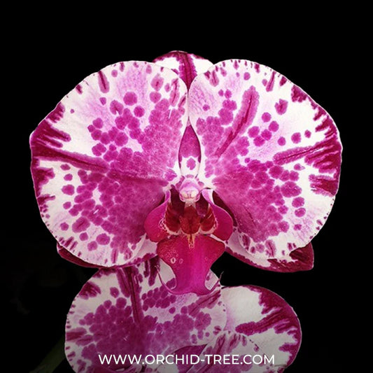 How to Select the Right Orchid Plant Nursery? 