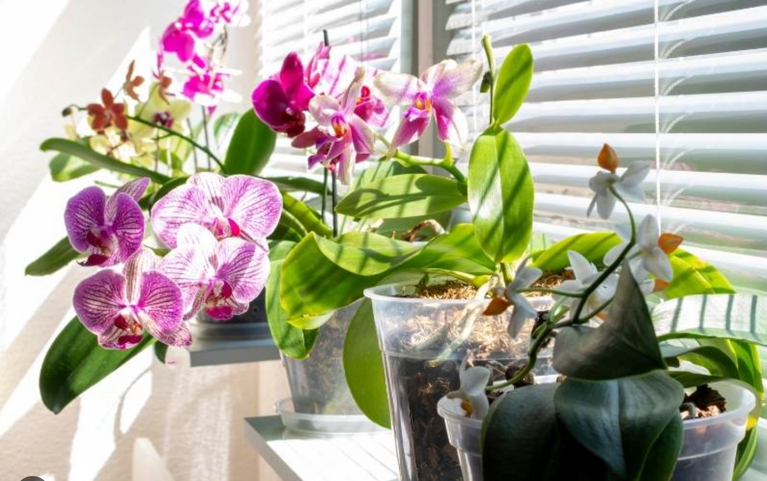 The ideal light conditions for orchids | Light requirements for orchids