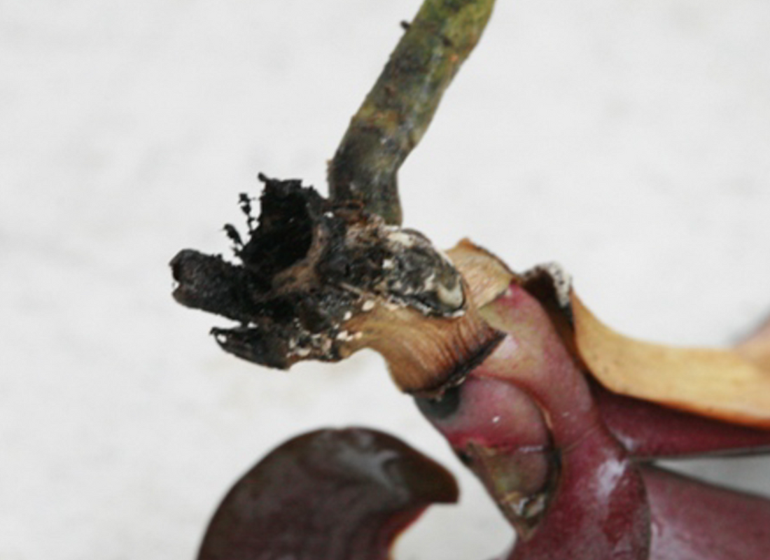 Collar or Stem Rot