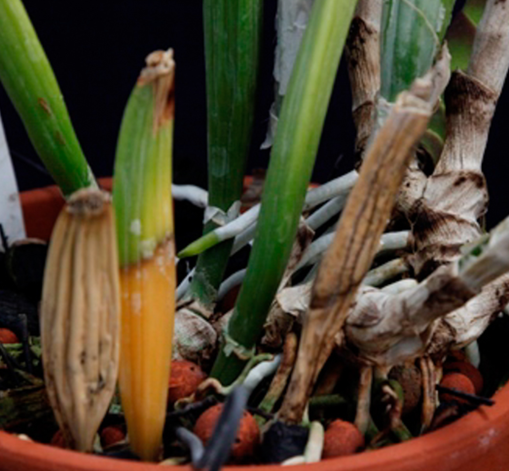 Brown Rot or Root Rot
