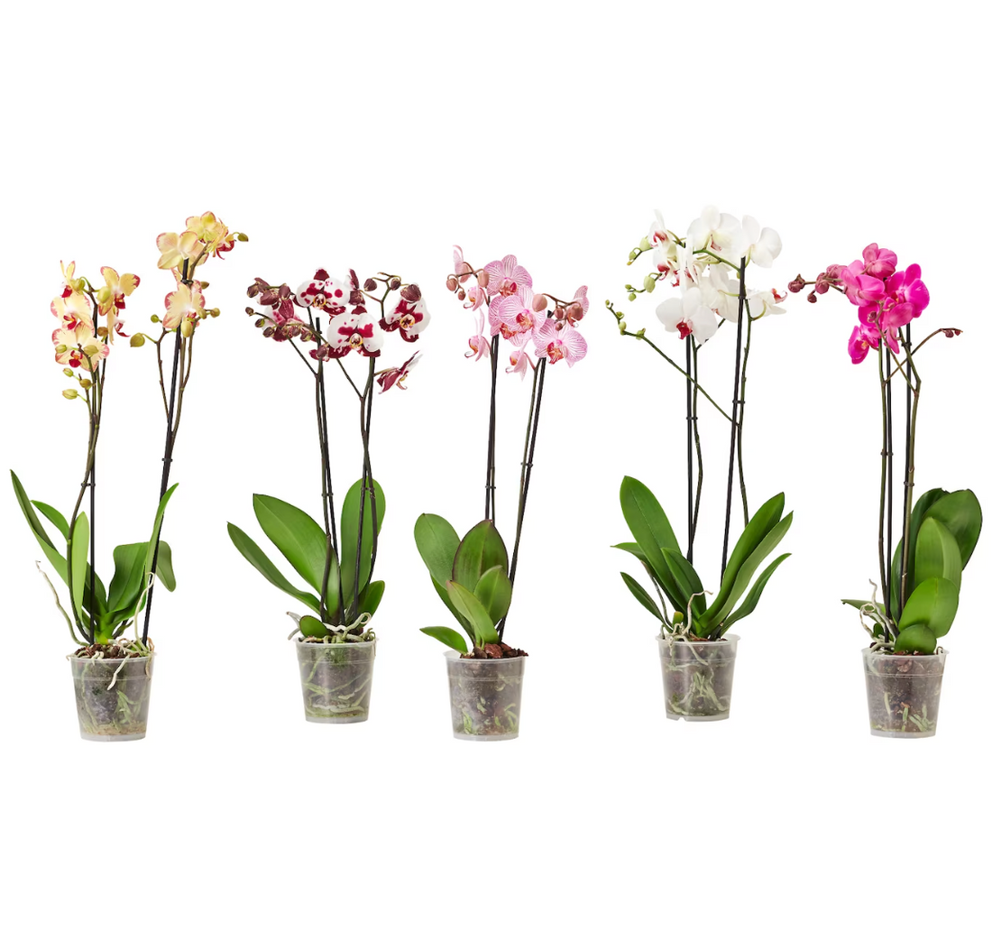 All about Phalaenopsis Orchids| Guide to grow Phalaenopsis Orchid Plants Indoor