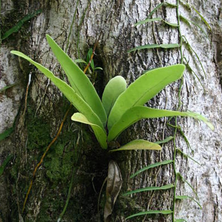 Epiphytic Orchids and Care | All about Epiphytic Orchid Plants