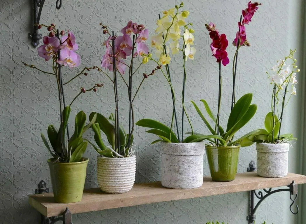 7 Surprising Facts About Orchids You Must Know In 2022: Orchid-Tree