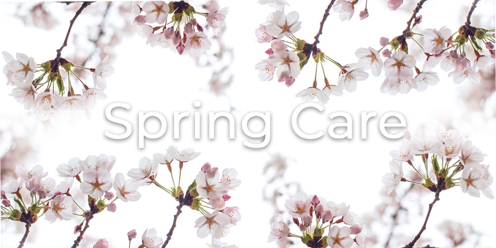 Spring Care: What changes should I make to my orchid routine during spring season?
