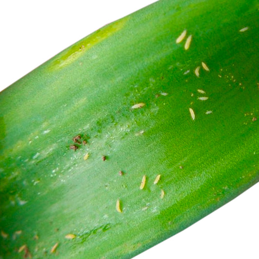 Pest: Thrips on Orchids | How to get rid of Thrips on Orchids?