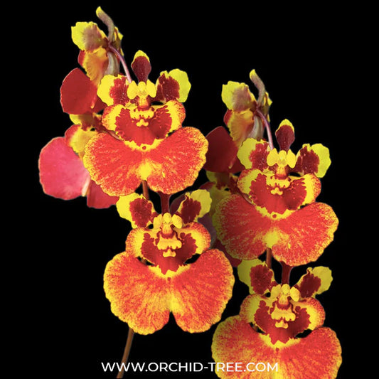 Dancing Lady Orchid For Sale- Grab Yours Now