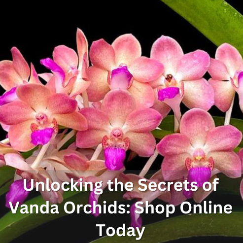 Unlocking the Secrets of Vanda Orchids: Shop Online Today