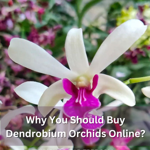 Why You Should Buy Dendrobium Orchids Online?