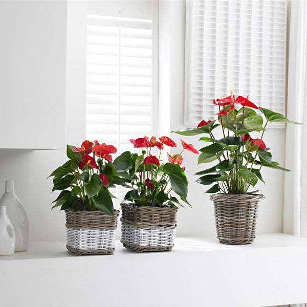 Anthurium Care Guide | How to grow Anthuriums at home?