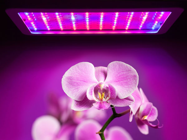 Light requirements for Orchids | Can we use artificial lights for Orchids?