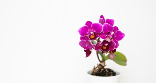 How to Take Care of Orchid Plants: A Guide to Growing Orchids