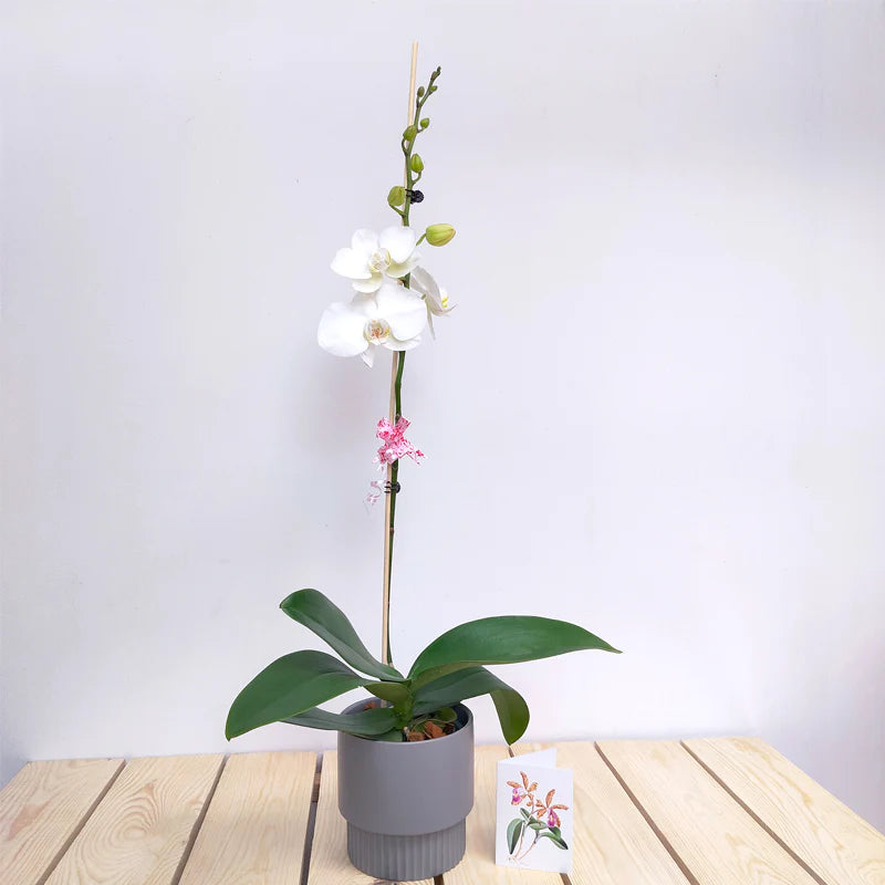 Orchid Plant Gifts: Unveiling Nature's Elegance for the Perfect Gesture
