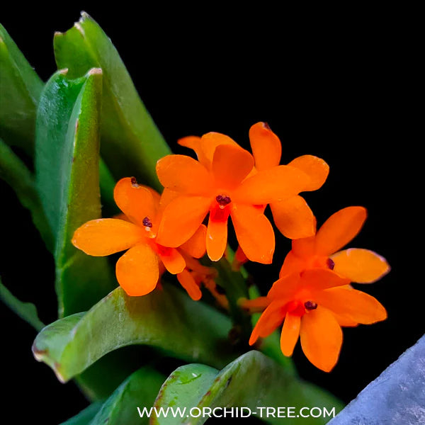 Care Tips for Best Vanda Orchids