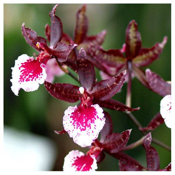 Know the Maintenance Tips Before You Buy Oncidium Orchids Online