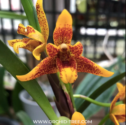 Advantages that You Can Get from the Best Online Orchid Seller