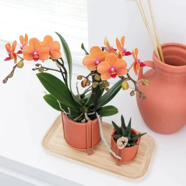 Orchids Online: A Blooming Paradise Just a Click Away
