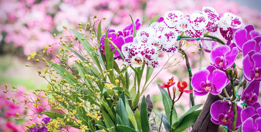 How to Choose the Best Orchid Supplier?
