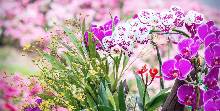 How to Choose the Best Orchid Supplier?