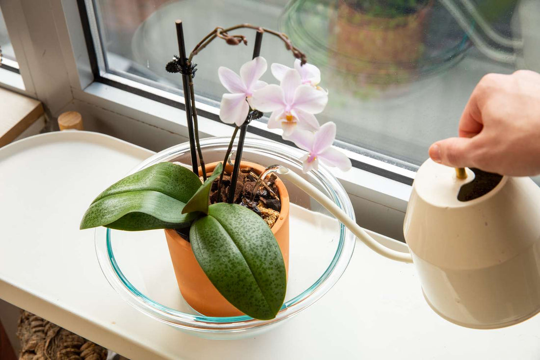 When to Water and how much to water an orchid plant?