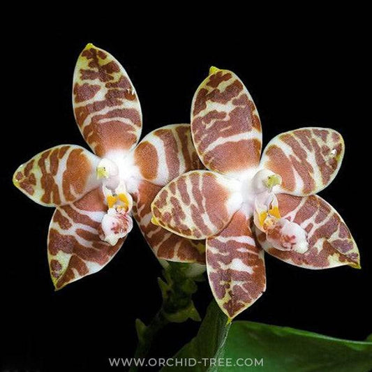 Everything You Need to Know About Buying Phalaenopsis Orchid Online