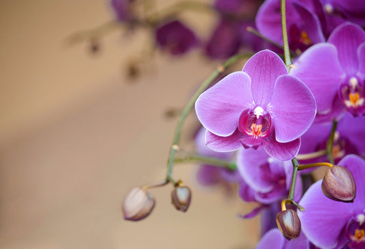 What You Need to Know About Buying Orchids