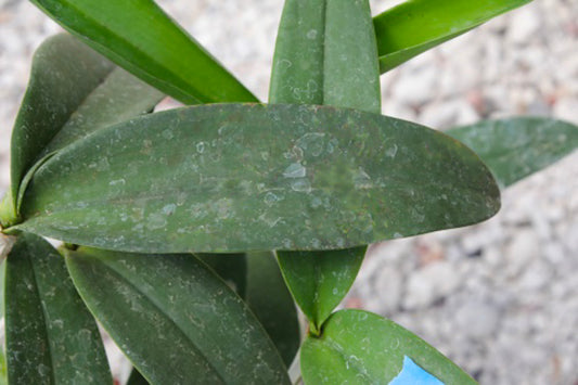 Why I see white salt deposit on my orchids? Is my water quality bad?