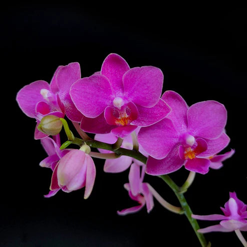 Things You Need to Know Before Buying Phalaenopsis Orchid Plants